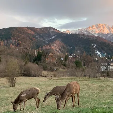 Api Iv Zakopane
